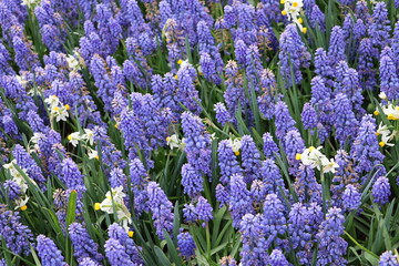 Fototapeta premium Purple blossoms fill the frame with rich spring colors. The background feels elegant and artistic.