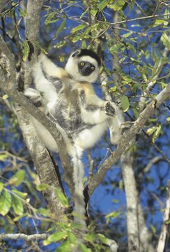 Verreaux's sifaka (Propithecus verreauxi) madagascar