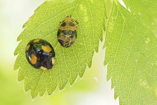Freshly hatched Rainfarn ladybird (Platynaspis luteorubra) with pupa envelope, Hesse, Germany