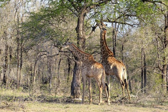 Southern giraffes (Giraffa camelopardalis giraffa), adult, group with young animal feeding, Kruger National Park, South Africa