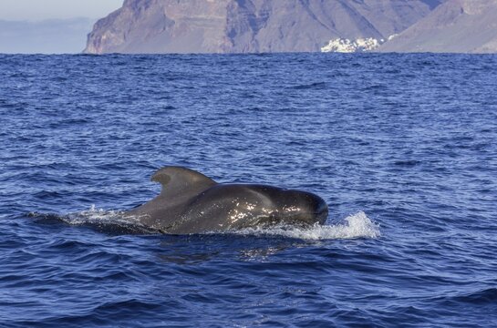 Long-finned pilot whale (Globicephala melas) in the background Valle Gran Rey, La Gomera, Spain