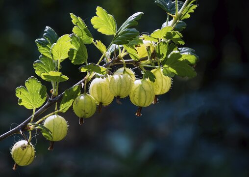 Gooseberry (Ribes uva-crispa), Stuttgart, Baden-W&uuml;rttemberg, Germany
