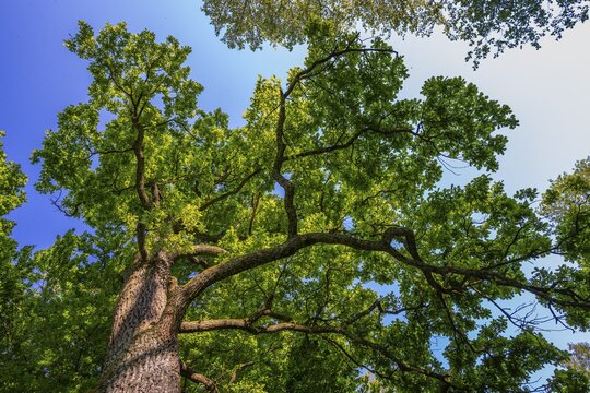 Oak (Quercus), tree, frog's-eye view, treetop, Upper Bavaria, Bavaria, Germany