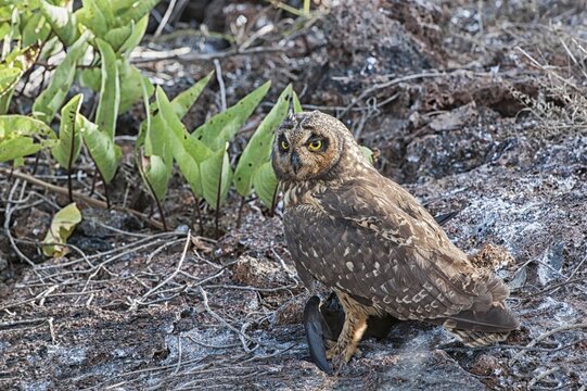 Galapagos Short-eared Owl (Asio flammeus galapagoensis), Genovesa Island, Galapagos, Ecuador