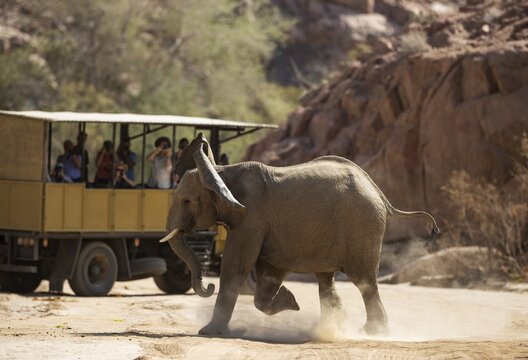 African Elephant (Loxodonta africana), so-called desert elephant, furious subadult bull next to a game drive vehicle, in the dry bed of the Ugab river, Damaraland, Namibia