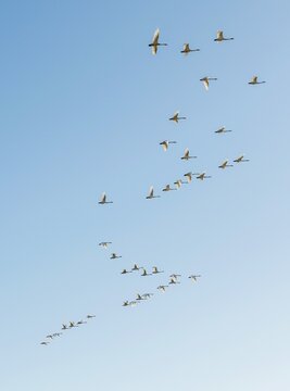 Flock of birds, flying Whooper swans (Cygnus cygnus) in formation, South Iceland, Iceland