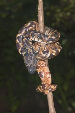 Madagascar Tree Boa (Sanzinia madagascariensis), Madagascar