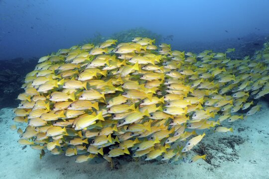 Swarm of fish Bluestripe snapper (Lutjanus kasmira) swimming over sandy bottom, Indian Ocean, North Mal&eacute; Atoll, Maldives