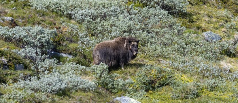 Musk ox (Ovibos moschatus) in the fjell, Dovrefjell Sunndalsfjella National Park, Norway