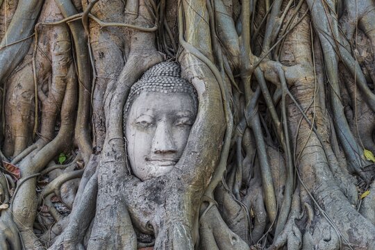 Buddha statue head ingrown in strangler fig roots (Ficus religiosa), Wat Mahathat, Ayutthaya, Central Thailand