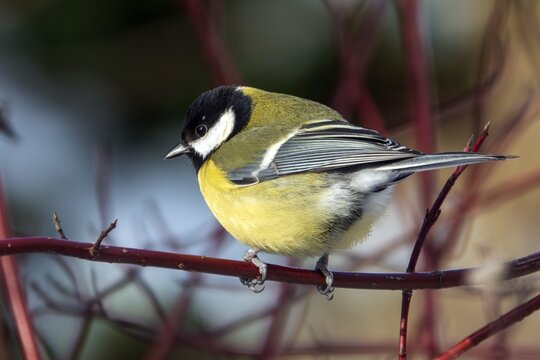 Great tit (Parus major), sitting on a branch, Baden-W&uuml;rttemberg, Germany