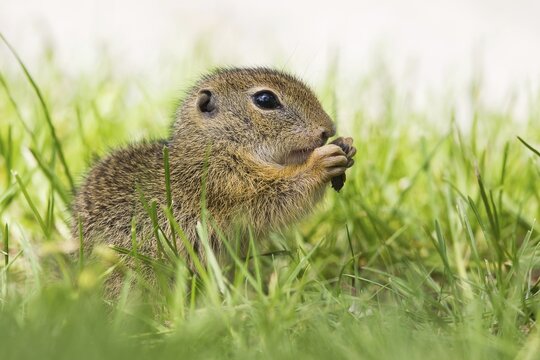 European Ground Squirrel (Spermophilus citellus) feeding, Lake Neusiedl, Austria