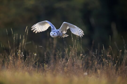 Snowy owl (Nyctea scandiaca), adult, flies over meadow, Slovakia