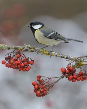 Great tit (Parus major), on a lichen-covered rowan branch with red berries, Swabian Alb Biosphere Reserve, Baden-W&uuml;rttemberg, Germany