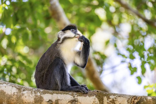 Red-tailed guenon or Congo white-nosed guenon (Cercopithecus ascanius schmidti), sitting on a tree, eating a fruit, Bigodi, Western Region, Uganda