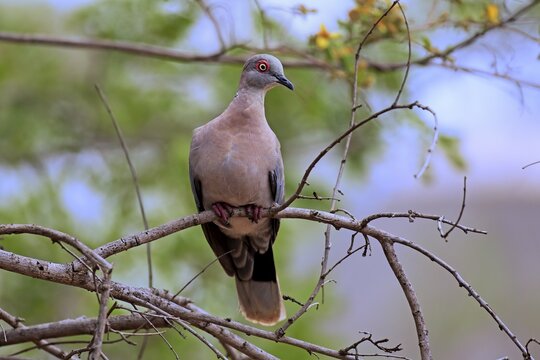 Mourning collared dove or African mourning dove (Streptopelia decipiens) , adult, sitting in a tree, Kruger National Park, South Africa