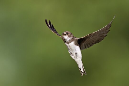 Sand martin (Riparia riparia), in flight with food in its beak, Reussegg nature reserve, Canton Aargau, Switzerland