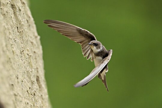 Sand martin (Riparia riparia), approaching the breeding tube, Reussegg nature reserve, Canton Aargau, Switzerland