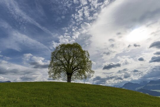 Peace lime tree (Tilia) on the Wittelsbacher H&ouml;he, 881m, Illertal, Allg&auml;u, Bavaria, Germany