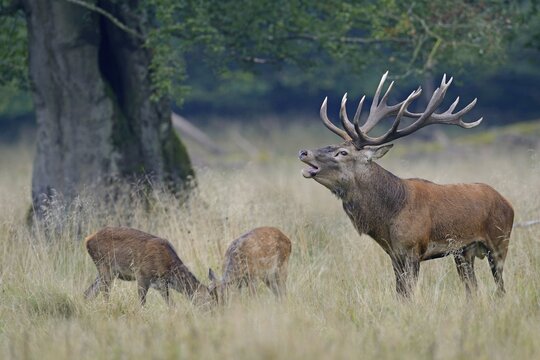 Red Deer (Cervus elaphus), Denmark