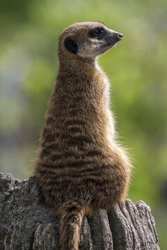 Meerkats (Suricata suricatta), keeping a lookout, captive, Baden-W&uuml;rttemberg, Germany