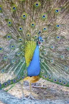 Peacock Indian peafowl (Pavo cristatus) beats wheel, Plaka Forest peacock forest, Kos, Dodecanese, Greece