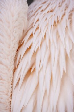 Fender of a pelican, close-up