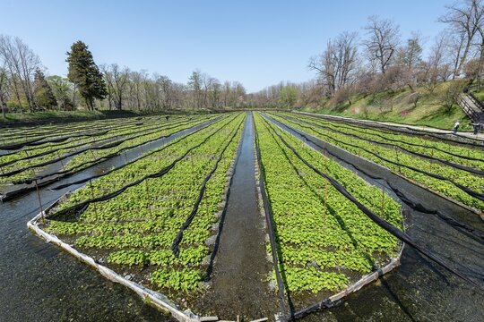 Rows of Wasabi plants in water, Wasabi cultivation, Daio Wasabi Farm, Nagano, Japan