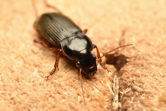A ground beetle known as the hairy ground beetle. The beetle is pictured against a wood surface. View from above.