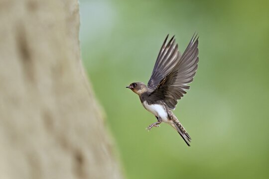 Sand martin (Riparia riparia), approaching the breeding tube, Reussegg nature reserve, Canton Aargau, Switzerland
