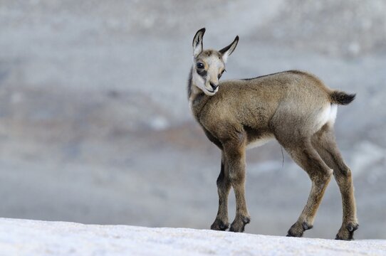 Young chamois (Rupicapra rupicapra) standing on rock slab