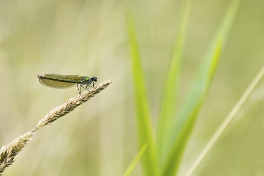 Banded demoiselle (calopteryx splendens), female, sitting on grass, Hesse, Germany