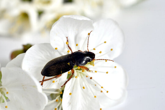 A hairy ground beetle, also known as a ground beetle, sits on a white cherry blossom.