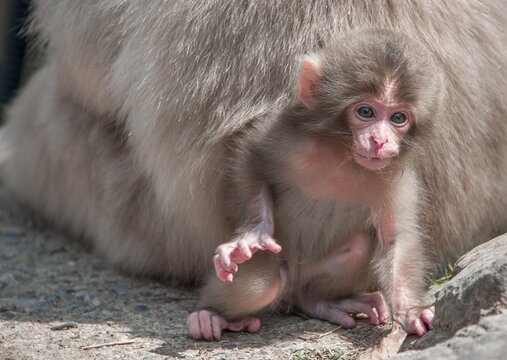 Young Japanese macaque (Macaca fuscata), animal baby, Yamanouchi, Nagano Prefecture, Honshu Island, Japan