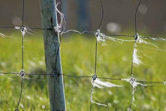 Sheep wool on fence, Mykines, Faroe Islands, Denmark