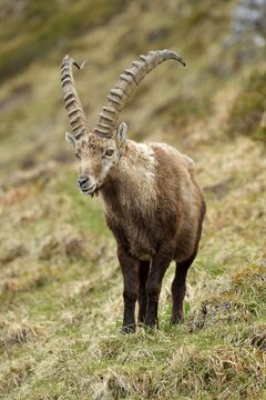 Alpine Ibex (Capra ibex), male, Bernese Oberland, Switzerland