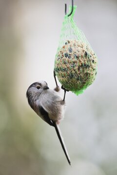 Long-tailed tit (Aegithalos caudatus), at a titmouse dumpling, Emsland, Lower Saxony, Germany