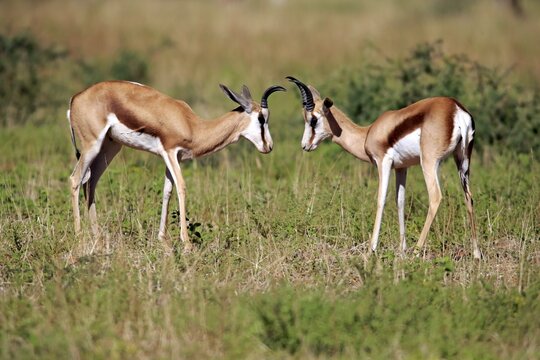 Springboks (Antidorcas marsupialis), two adult males, Tswalu Game Reserve, Kalahari Desert, North Cape, South Africa