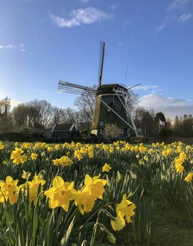 Windmill De Riekermolen with yellow wild daffodils (Narcissus pseudonarcissus), Amsterdam Zuid, Amsterdam, Netherlands