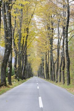 Autumnal avenue, Slovenia, Europe
