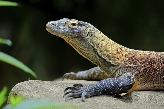Komodo dragon (Varanus komodoensis), adult, lying on rocks, captive