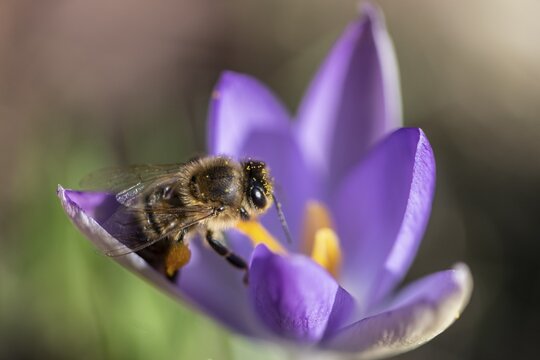 Honey bee (Apis mellifera) on elfin crocus (Crocus tommasinianus), Emsland, Lower Saxony, Germany