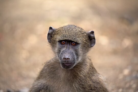 Chacma baboon (Papio ursinus), young animal, animal portrait, attentive, Kruger National Park, South Africa