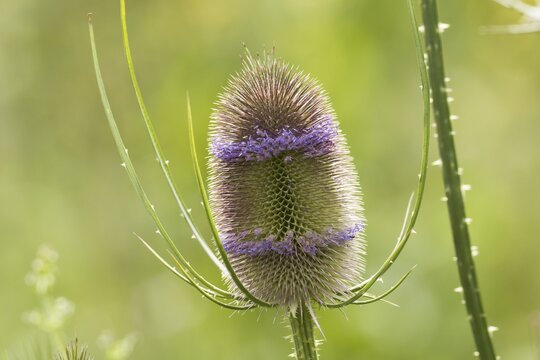 Wild teasel (Dipsacus fullonum), Hesse, Germany