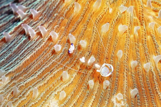 Splendid partner shrimp ( Periclimenes magnificus) on mushroom coral ( Fungia scutaria) , Bali, Indopacific, Indonesia
