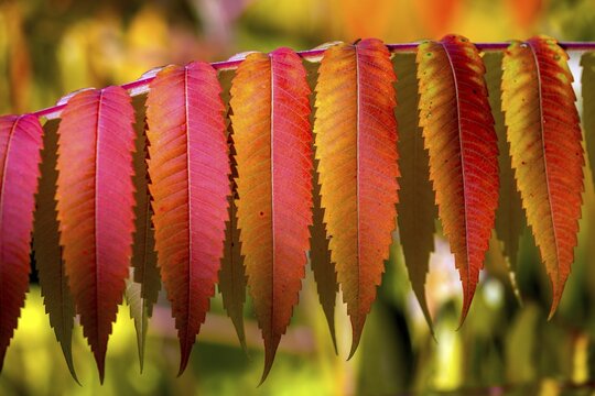 Leaf of the staghorn sumac (Rhus typhina) in autumn colouring, Baden-W&uuml;rttemberg, Germany