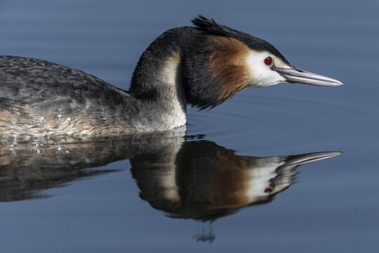 Great Crested Grebe (Podiceps cristatus), Emsland, Lower Saxony, Germany