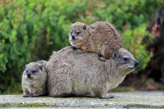Rock Hyrax (Procavia capensis), female with two young, social behavior, Betty's Bay, Western Cape, South Africa