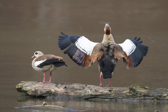Egyptian Geese (Alopochen aegyptiacus), courting, Hesse, Germany