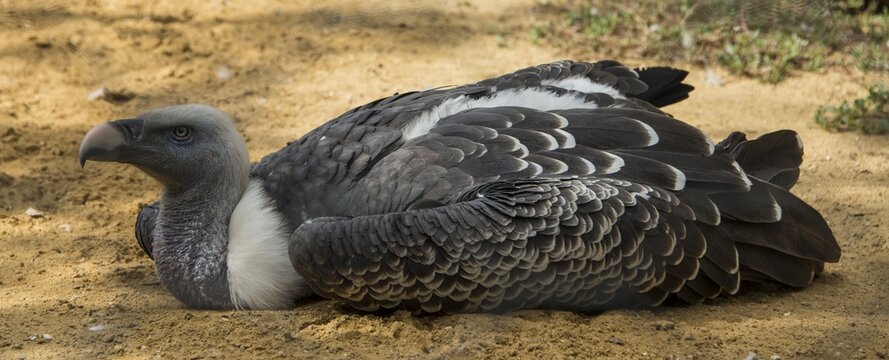 Sperber vulture (Gyps rueppellii), captive